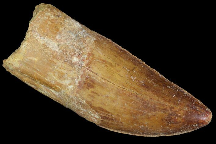 Serrated, Carcharodontosaurus Tooth - Robust Tooth #100100